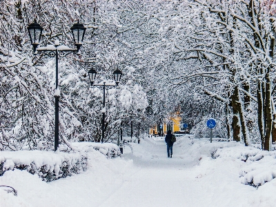 画像 雪 植物 木 写真