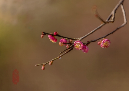 Plum blossom flower plant Photo