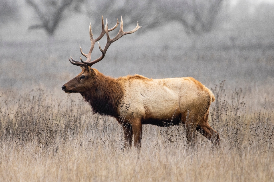 Natural elk ecoregion deer