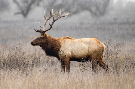 Natural elk ecoregion deer Photo