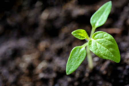 Plant tomato seedling garden Photo