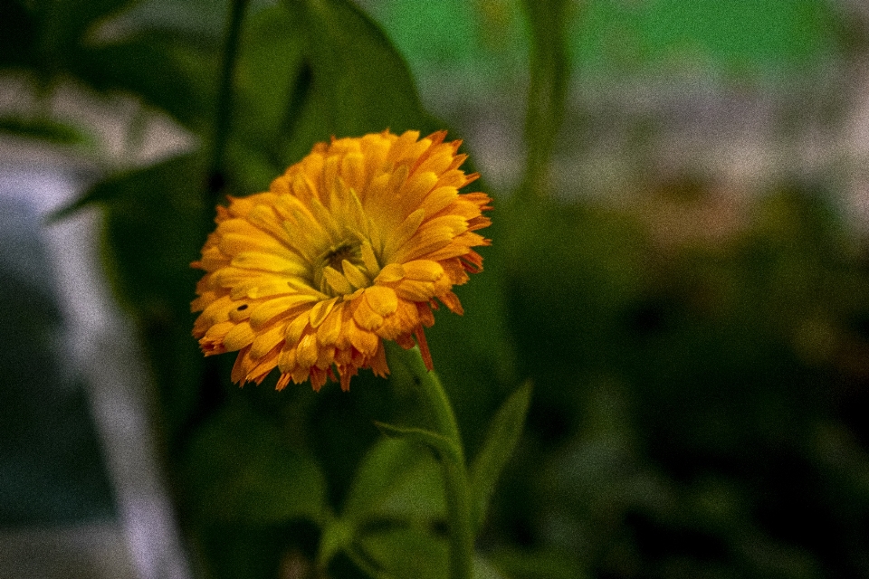 Flower yellow garden greenhouse