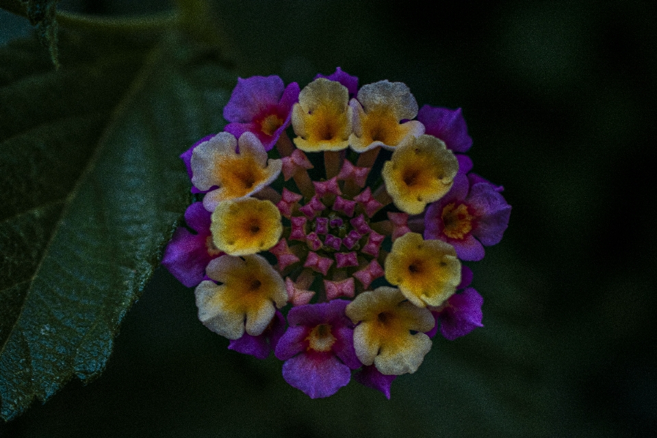 Blume natur garten gewächshaus