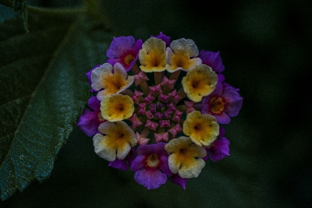 Foto Fiore natura giardino serra