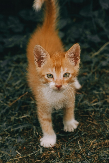 Katze felidae
 fleischfresser kleine bis mittelgroße katzen
