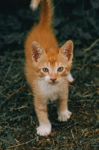 Foto Gatto felidi
 carnivoro gatti di piccola e media taglia
