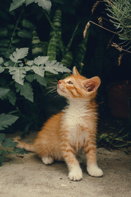 Chat usine œil félidés
