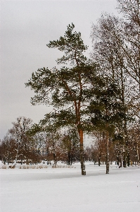 Images sky plant snow Photo