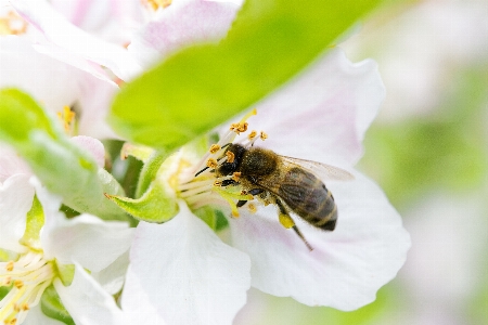 Bee honey breeding spring Photo