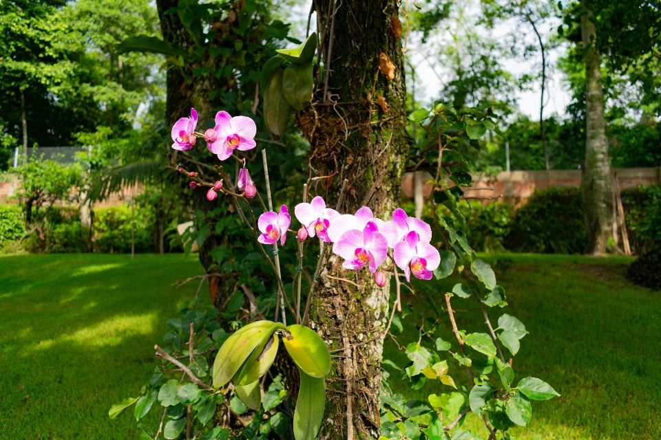 Fiore pianta albero falena orchidea
