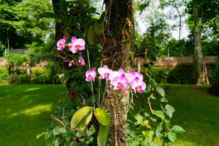 Flower plant tree moth orchid Photo