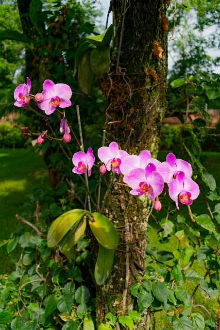 Blume anlage botanik
 blütenblatt