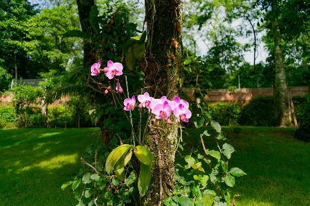 Flower plant tree green Photo