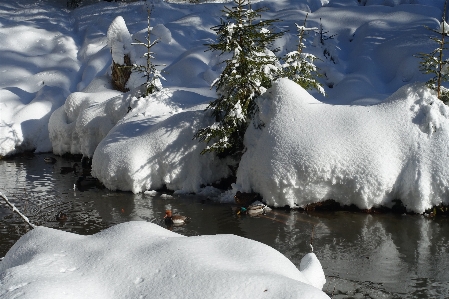 Bavarianforest forest bavaria bavarian Photo