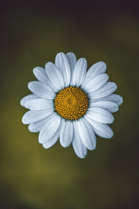 Naturel fleur usine camomille
