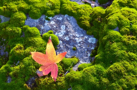 Natural water botany leaf Photo