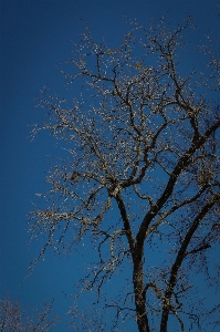 Baum park himmel draußen Foto