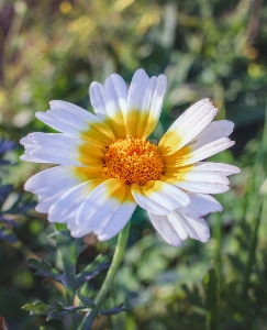 花 植物 花瓣 天空 照片