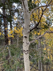 Aspen heart valentine plant community Photo