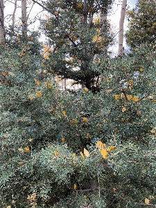 Aspen leaves flower plant Photo