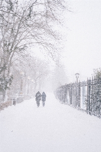 Foto Neve céu árvore cinza