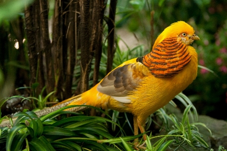 Natural bird plant botany Photo