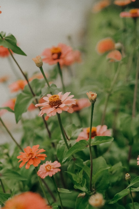 Natürlich blume anlage botanik
