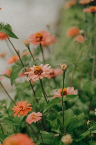 Foto Alami bunga tanaman botani
