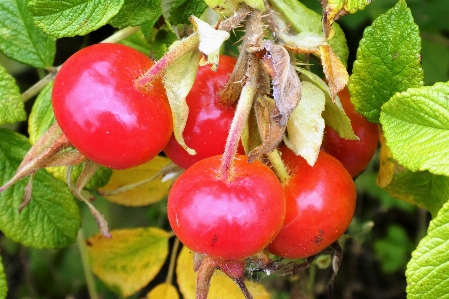 Foto Alami makanan tanaman buah