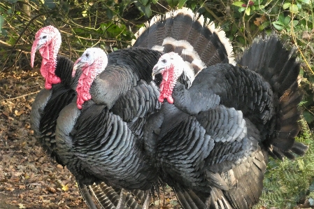 Turkeys birds bird turkey Photo