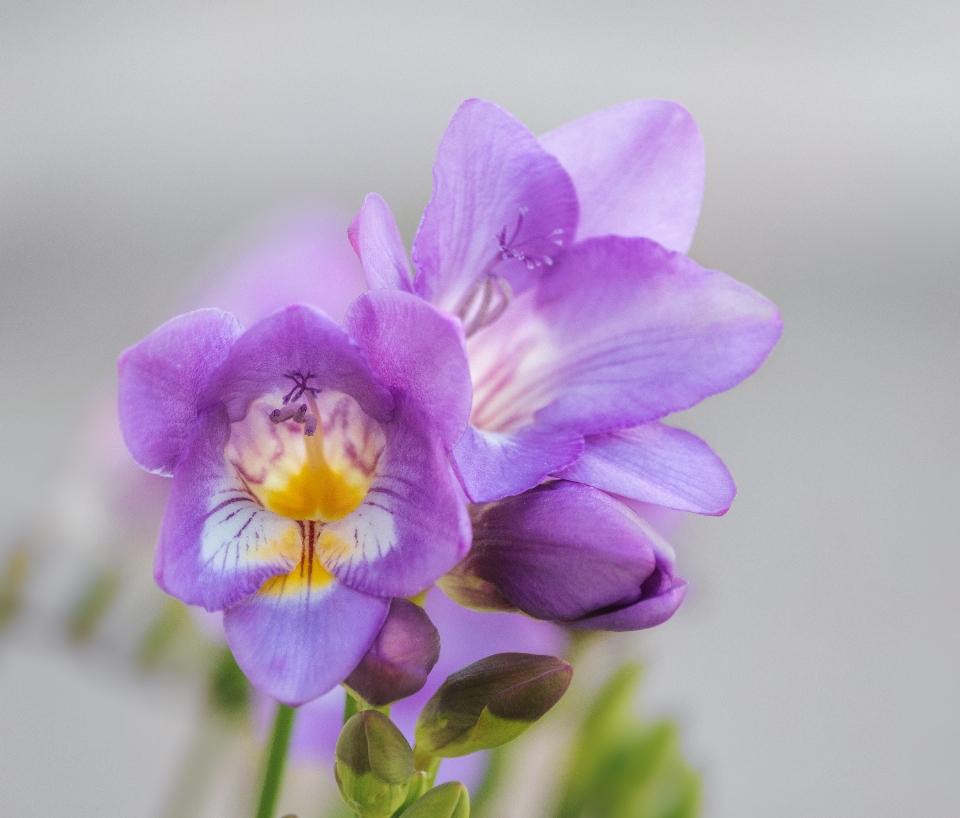 花 植物 紫 花弁