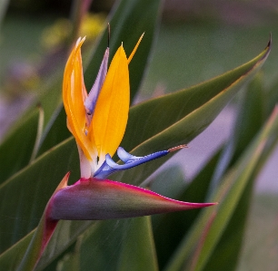 Foto Estrelitzia
 flor plantar pássaro do paraíso
