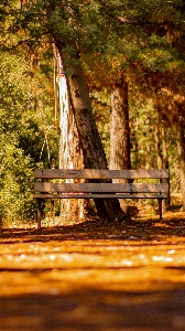 Natural furniture plant landscape Photo