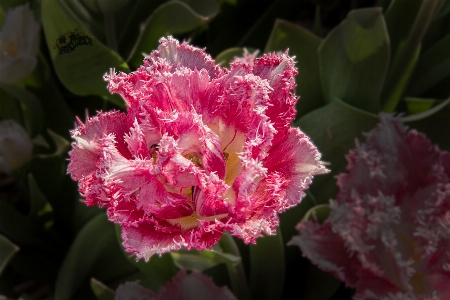 Natural flower plant petal Photo