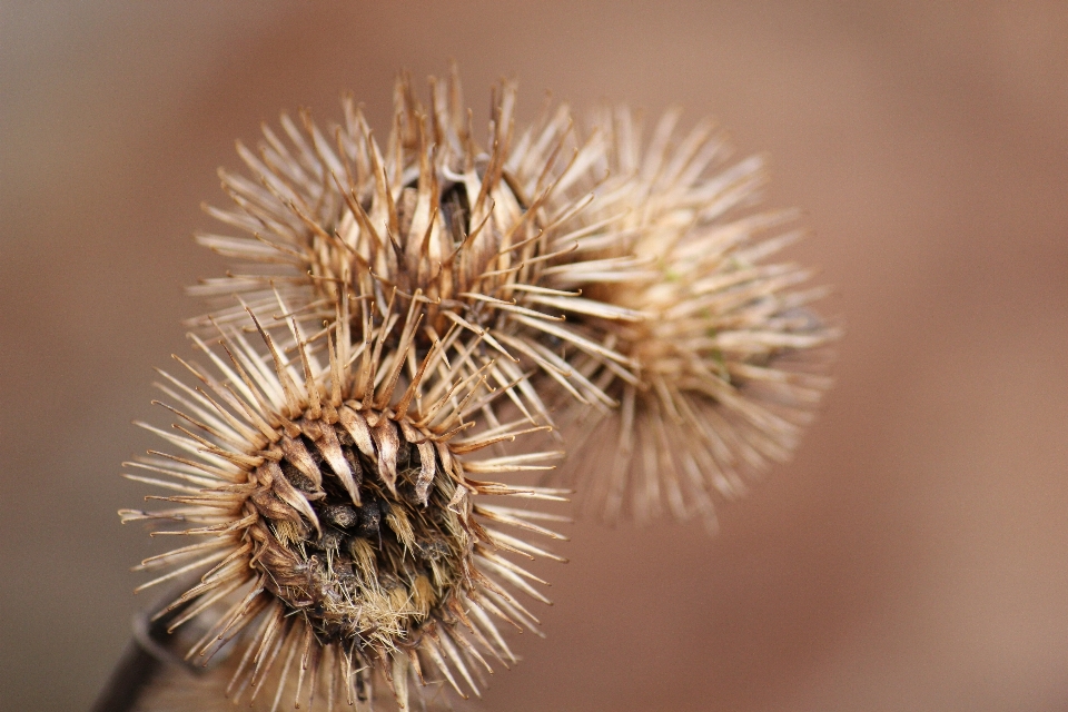 Naturel fleur usine les épines