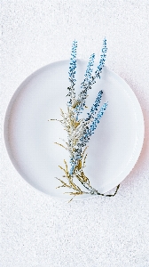 Art dishware tableware plant Photo