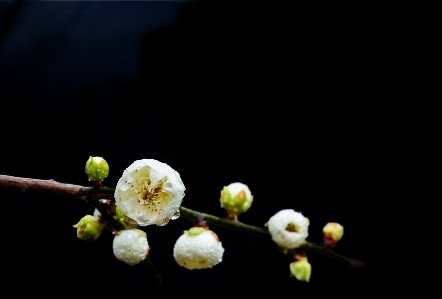 Foto Prugna fiore petalo ramoscello