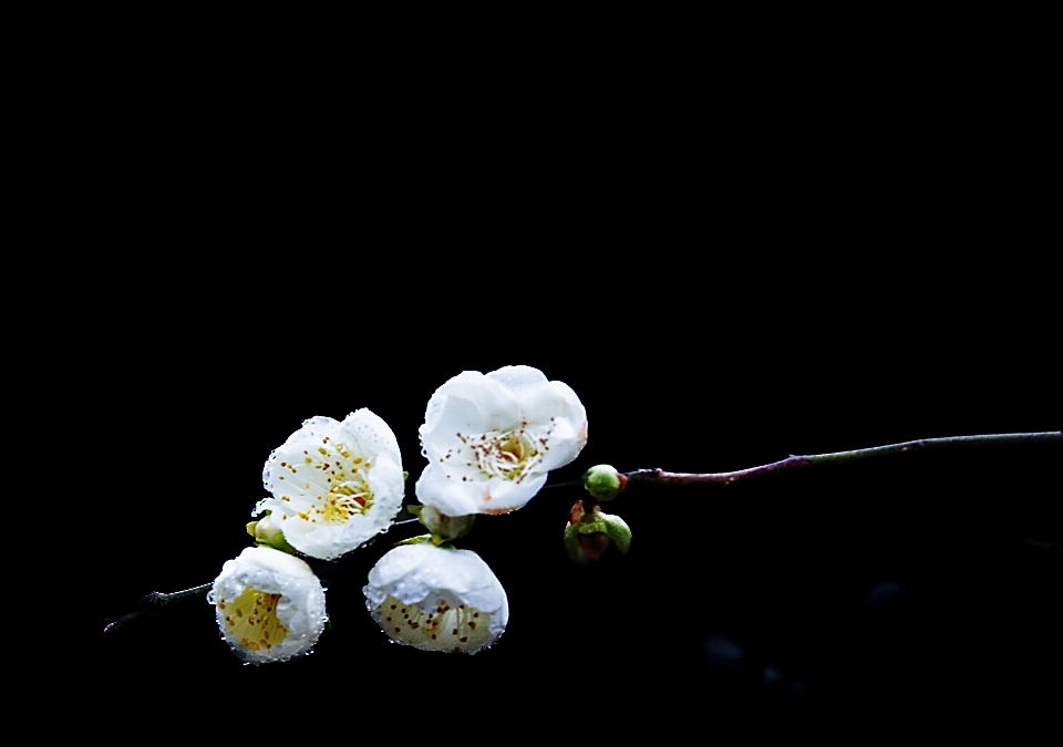 李子 开花 花 植物