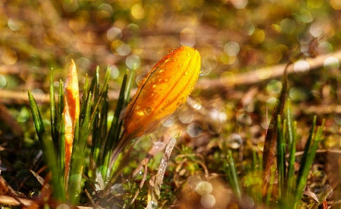 Natural plant petal water Photo