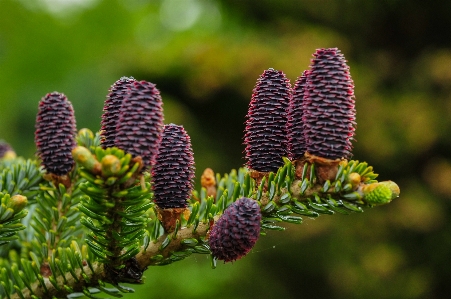 Flower plant natural material botany Photo