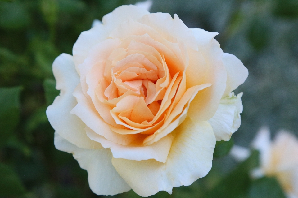 Flower plant petal hybrid tea rose