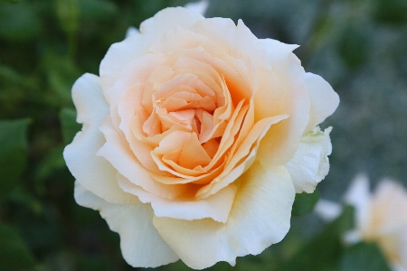 Flower plant petal hybrid tea rose Photo