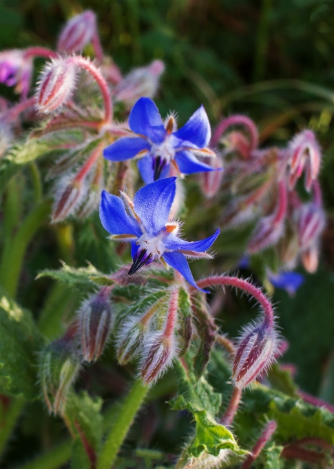 Borage flower plant botany