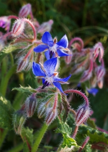 Borage flower plant botany Photo