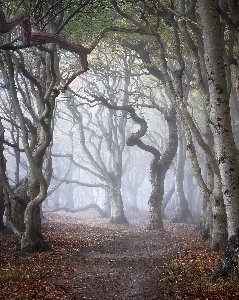 Natural atmosphere plant landscape Photo