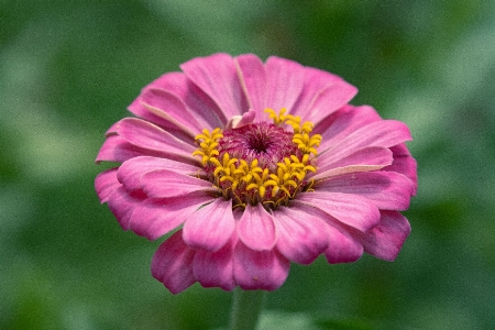 Blume anlage bestäuber
 insekt Foto