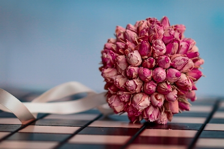 Natural flower plant petal Photo