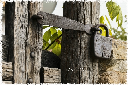 Beautiful old padlock wood branch rectangle Photo