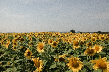 Blume himmel anlage wolke Foto