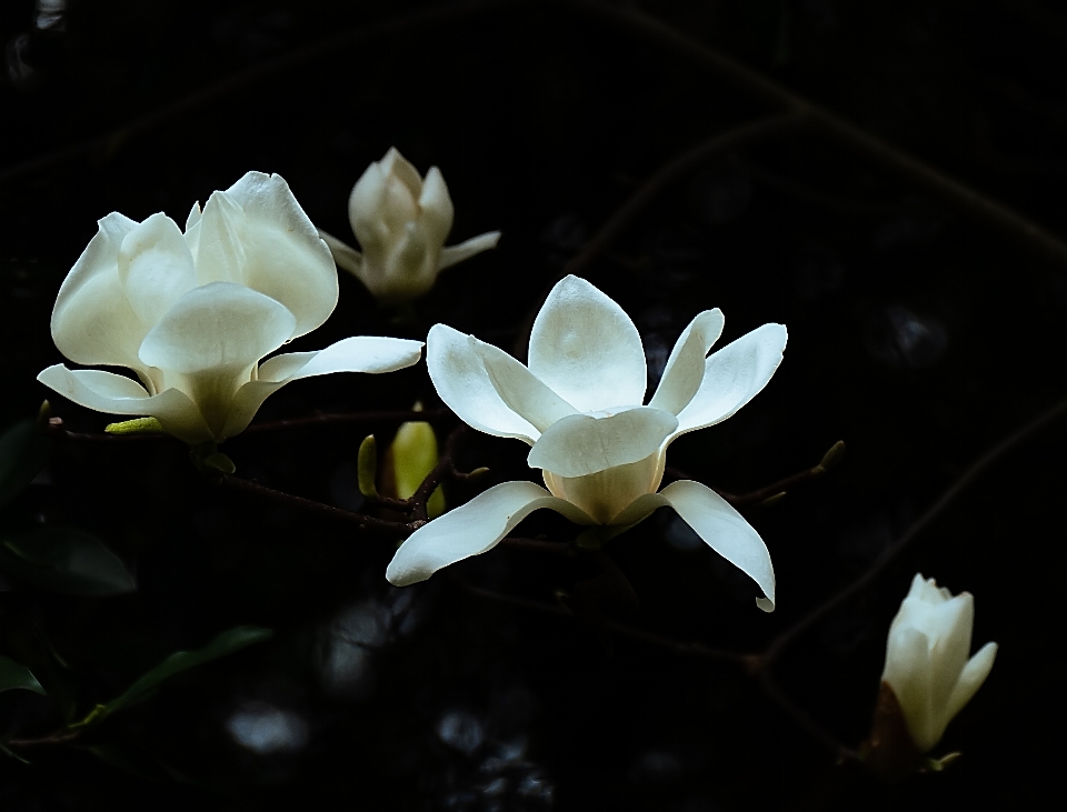 Bunga tanaman daun terestrial
